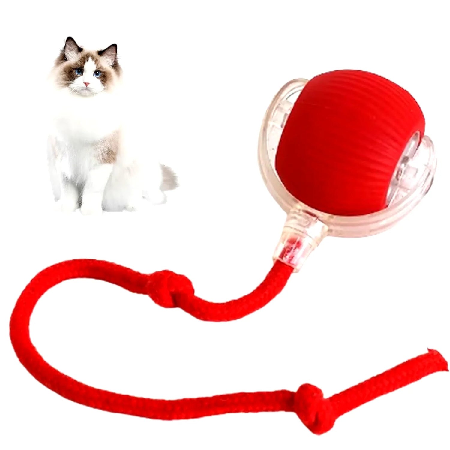 Pet Accessories